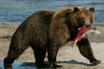 "Thalassa, aventures extrêmes" : Il était une fois l'Alaska, lundi 10 mars 2025 sur France 5 (vidéo)