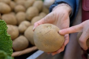 « Chaud Patate ! La pomme de terre en danger » sur France 5 mardi 26 novembre 2024