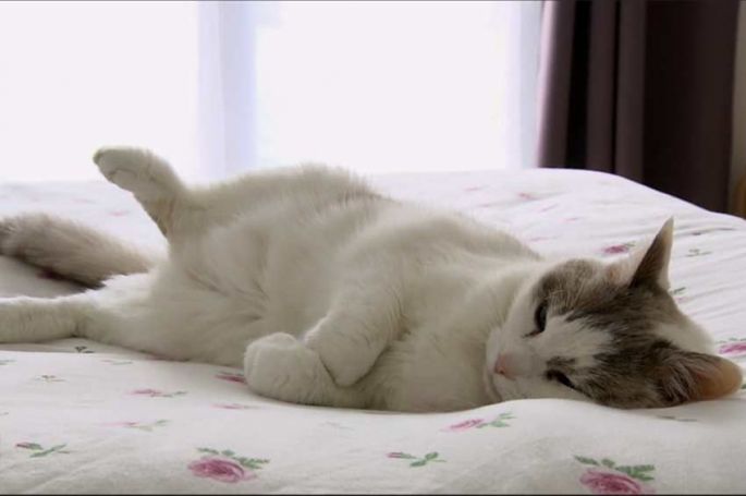 &quot;La vie secrète des chats&quot; à découvrir sur RMC Story mardi 23 janvier 2024
