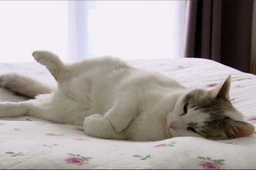&quot;La vie secrète des chats&quot; à découvrir sur RMC Story mardi 23 janvier 2024
