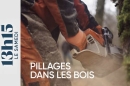 "13h15 le samedi" : Pillages dans les bois, enquête sur un trafic qui prend de l'ampleur ce 3 janvier 2026 sur France 2