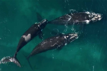 "Thalassa, aventures extrêmes" en Patagonie, sur la route des baleines, lundi 2 février 2026 sur France 5 (vidéo)