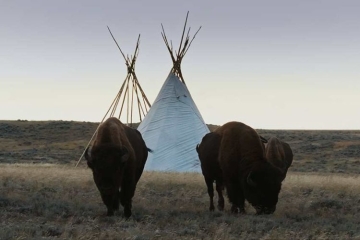 &quot;La grande prairie, le pacte du bison&quot;, une fresque spectaculaire à voir sur France 5 lundi 20 octobre 2025