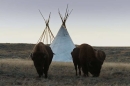 &quot;La grande prairie, le pacte du bison&quot;, une fresque spectaculaire à voir sur France 5 lundi 20 octobre 2025