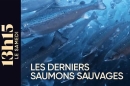 &quot;13h15 le samedi&quot; : Les derniers saumons sauvages, samedi 6 décembre 2025 sur France 2