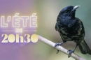 "20h30 le samedi" avec Benjamin Ignace et les oiseaux du paradis ce 5 septembre 2026 sur France 2