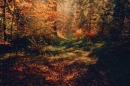 &quot;Voir l'automne, une saison en France&quot; à découvrir sur France 2 mardi 21 octobre 2025