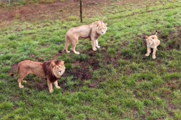 "Grands reportages" : Quand les zoos font peau neuve, dimanche 19 avril 2026 sur TF1