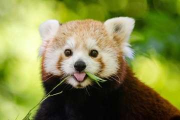 &quot;100 jours au Zoo du Pal&quot; à revoir sur NOVO 19 lundi 8 septembre 2025