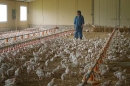 "Poulet mania" une enquête sur la viande préférée des Fançais, mardi 6 octobre 2026 sur France 5