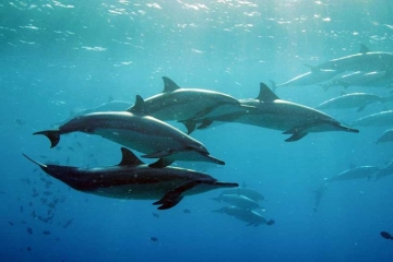 "Hawaï, où l'eau embrasse le feu" un voyage aux images spectaculaires sur Arte samedi 10 janvier 2026