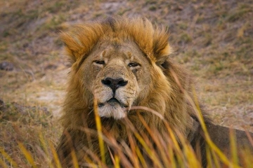 "Sur la terre des grands félins" une immersion au cœur du delta de l’Okavango mardi 23 décembre 2025 sur France 5