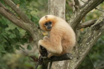 "Naissances extraordinaires au Zoo" sur RMC Life mardi 17 mars 2026