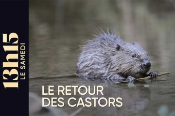 "13h15 du samedi" : Le retour des castors ce 3 octobre 2026 sur France 2