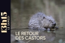 "13h15 du samedi" : Le retour des castors ce 3 octobre 2026 sur France 2