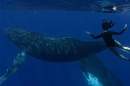 "Le souffle de vie" avec Natoo à la rencontre des baleines à bosse sur France 4 lundi 20 juillet 2026