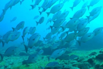 "Thalassa, aventures extrêmes" au Brésil, lundi 1er juin 2026 sur France 5 (vidéo)